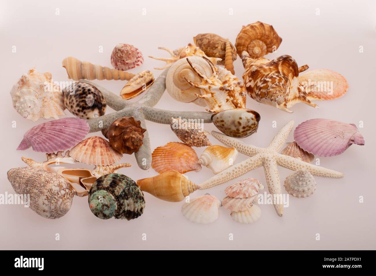 Muchas conchas diferentes en un fondo blanco. Conchas recogidas de vacaciones. A todo el mundo le encanta recoger conchas. Tesoro marino. Foto de stock