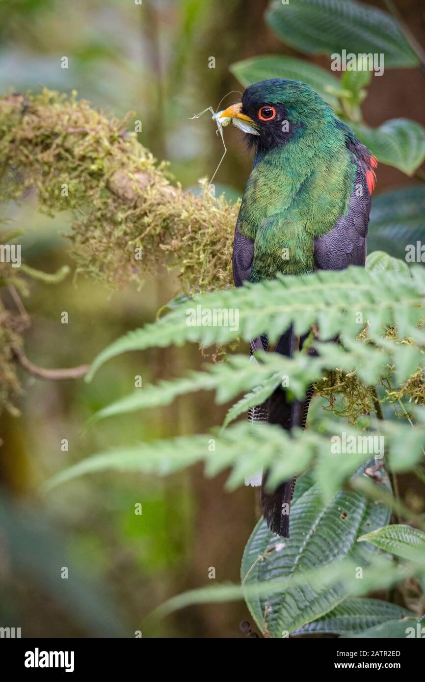 Trogón enmascarado, Trogon personatus, macho con grasshopper presa, bosques montanos húmedos, Mindo, Ecuador Foto de stock
