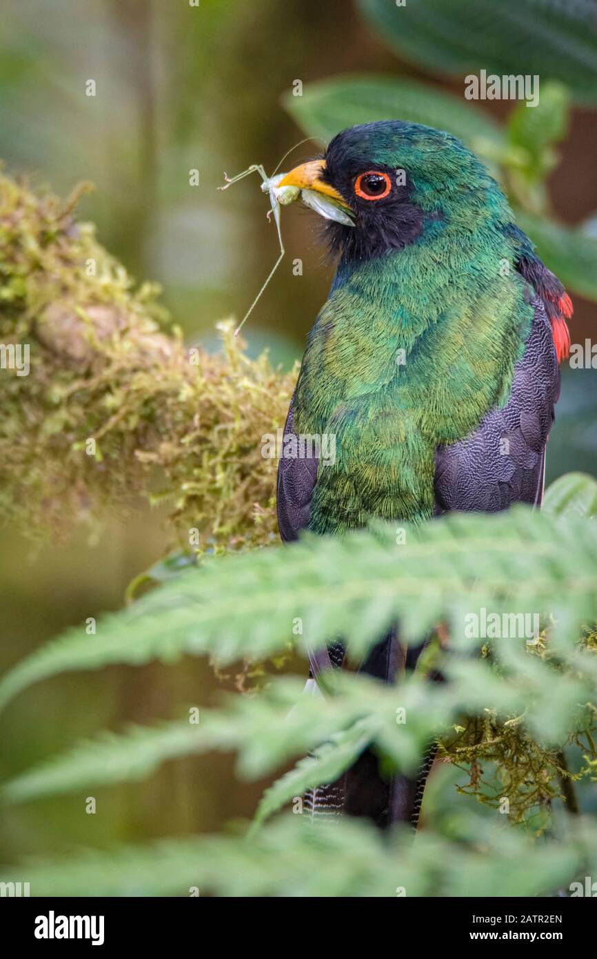 Trogón enmascarado, Trogon personatus, macho con grasshopper presa, bosques montanos húmedos, Mindo, Ecuador Foto de stock