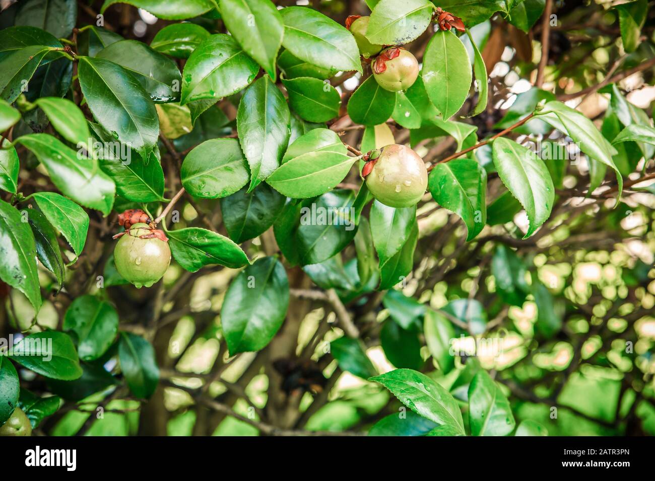 fondo verde con tomates y hojas en un árbol Foto de stock