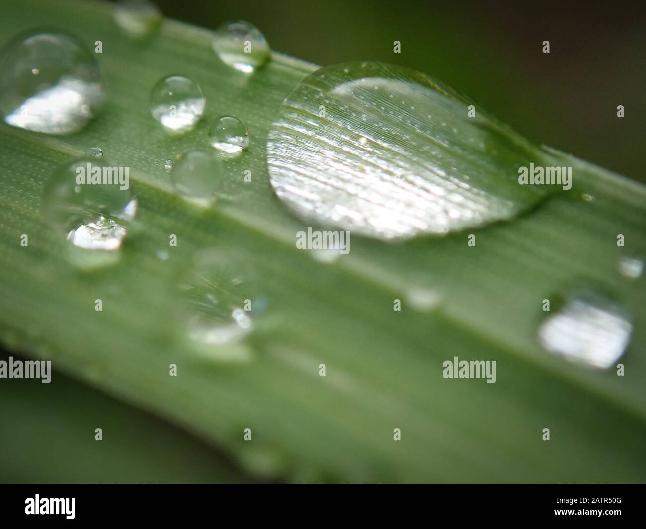 Macro de algunas gotas de lluvia agua en una hoja de hierba verde Fotografía de stock Alamy