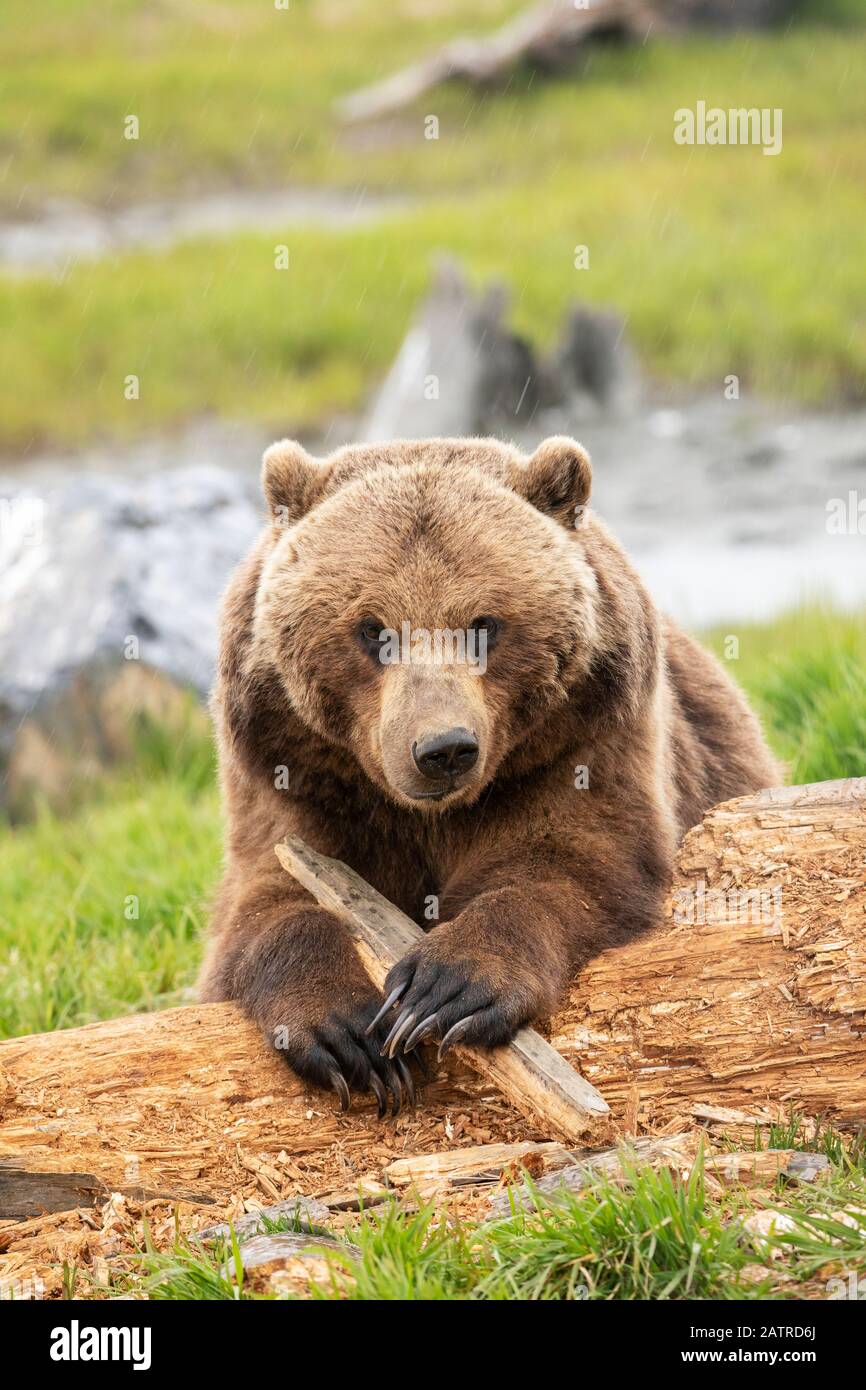 Grizzly Bear SOW (Ursus arctos horribilis) mira la cámara mientras juega con un palo, Alaska Wildlife Conservation Center, centro-sur de Alaska Foto de stock
