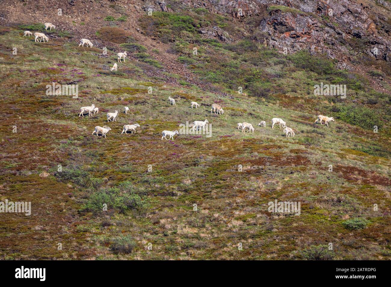 Un gran grupo de ovejas de Dall (Ovis dalli) ovejas y corderos cruzan de un lado de la montaña a otro, el interior de Alaska, el Parque Nacional de Denali y la reserva Foto de stock