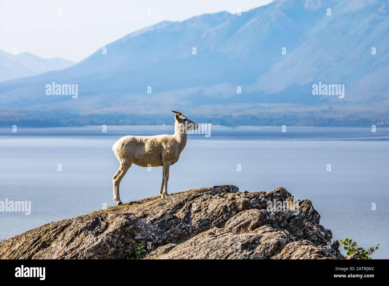 Dall Sheep ewe (Ovis dalli) está sobre una cornisa rocosa con vistas a las aguas de Turnagain Arm al sur de Anchorage, Alaska en el centro-sur Foto de stock