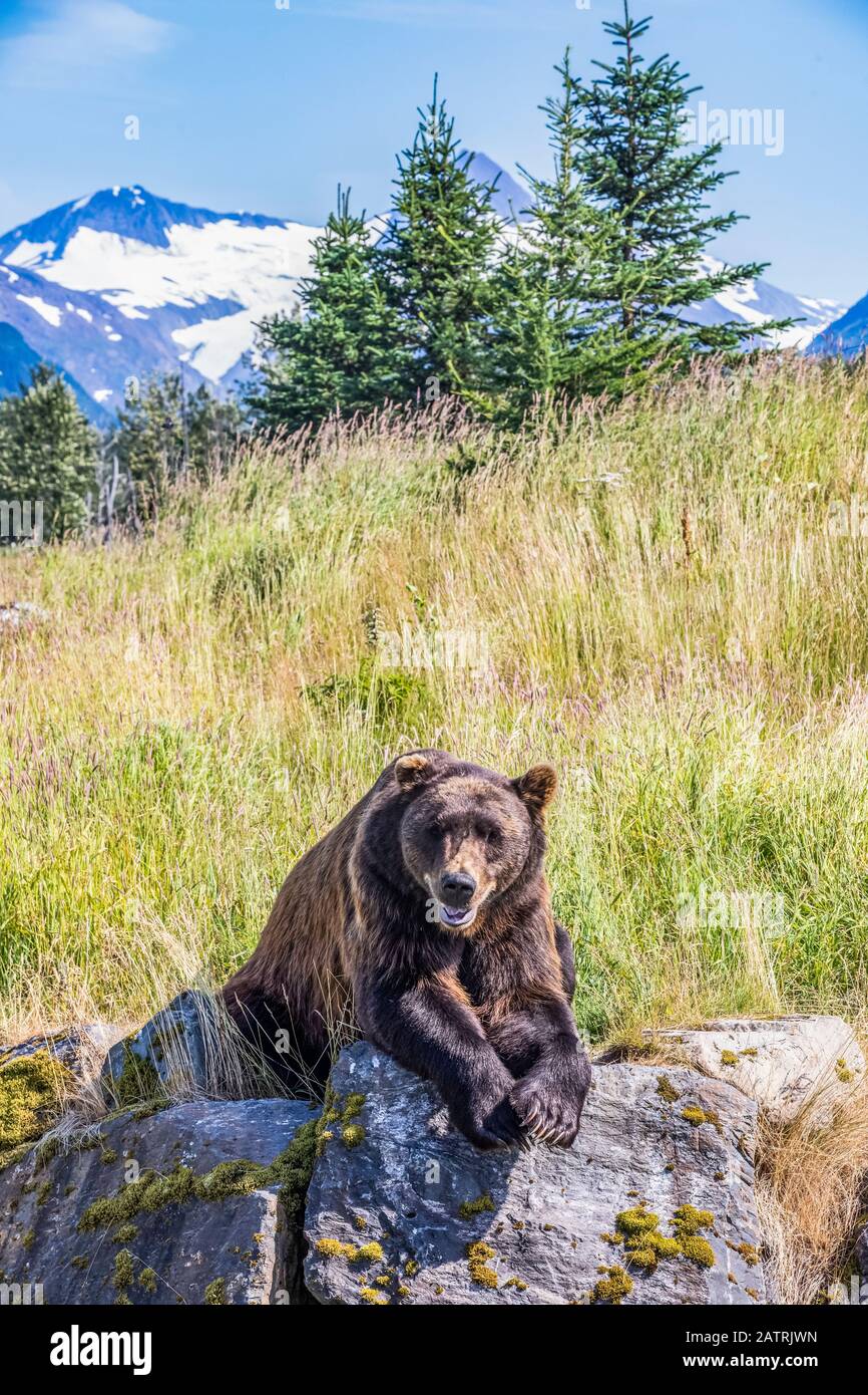 El oso marrón macho (Ursus arctos) descansa sobre una colina, animal cautivo, Alaska Wildlife Conservation Center en el centro-sur de Alaska. Al sur de Anchorage Foto de stock