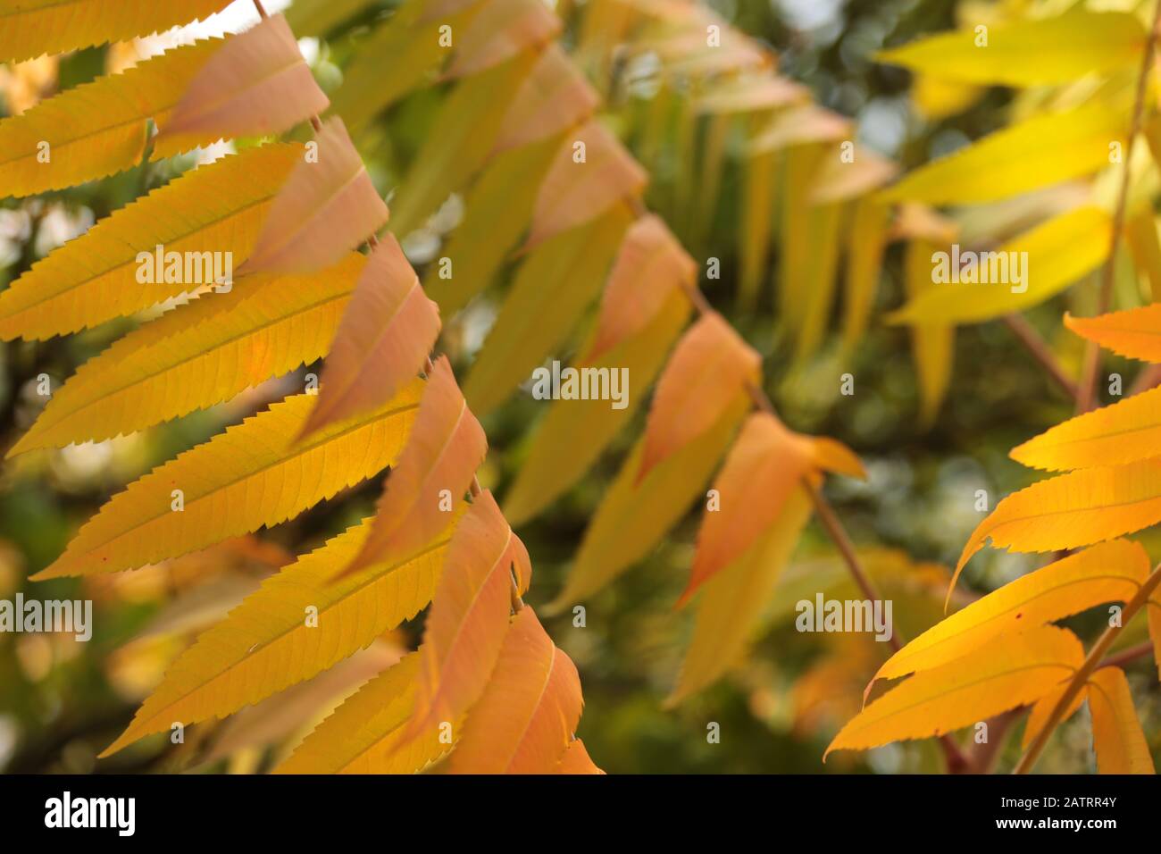 Der Essigbaum oder Hirschkolbensumach mit Herbstfärbung in einem naturnahen Garten Foto de stock