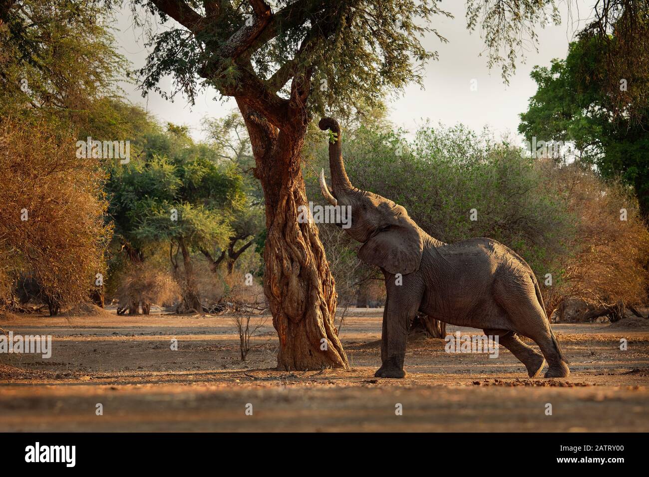 Bush - Elefante Africano Loxodonta africana en Mana Pools National Park en Zimbabwe, de pie en el bosque verde y comer o buscando las hojas. Foto de stock