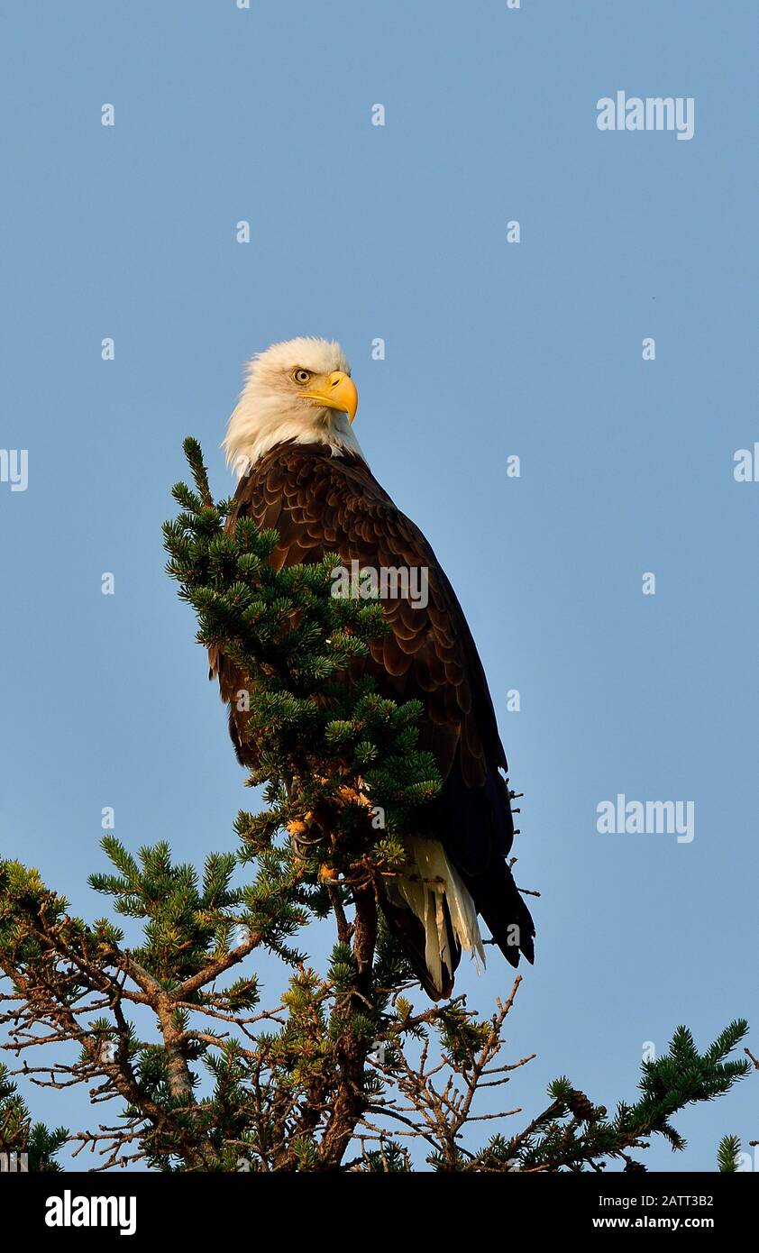 Una imagen vertical de un águila calva madura ' Haliaeetus leucocephalus ', encaramado en las ramas superiores de un árbol verde de abeto en el Parque Nacional Jasper Albert Foto de stock