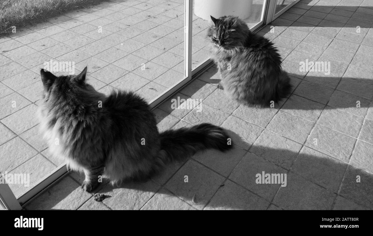 Adorable gato de pelo largo de raza siberiana Foto de stock