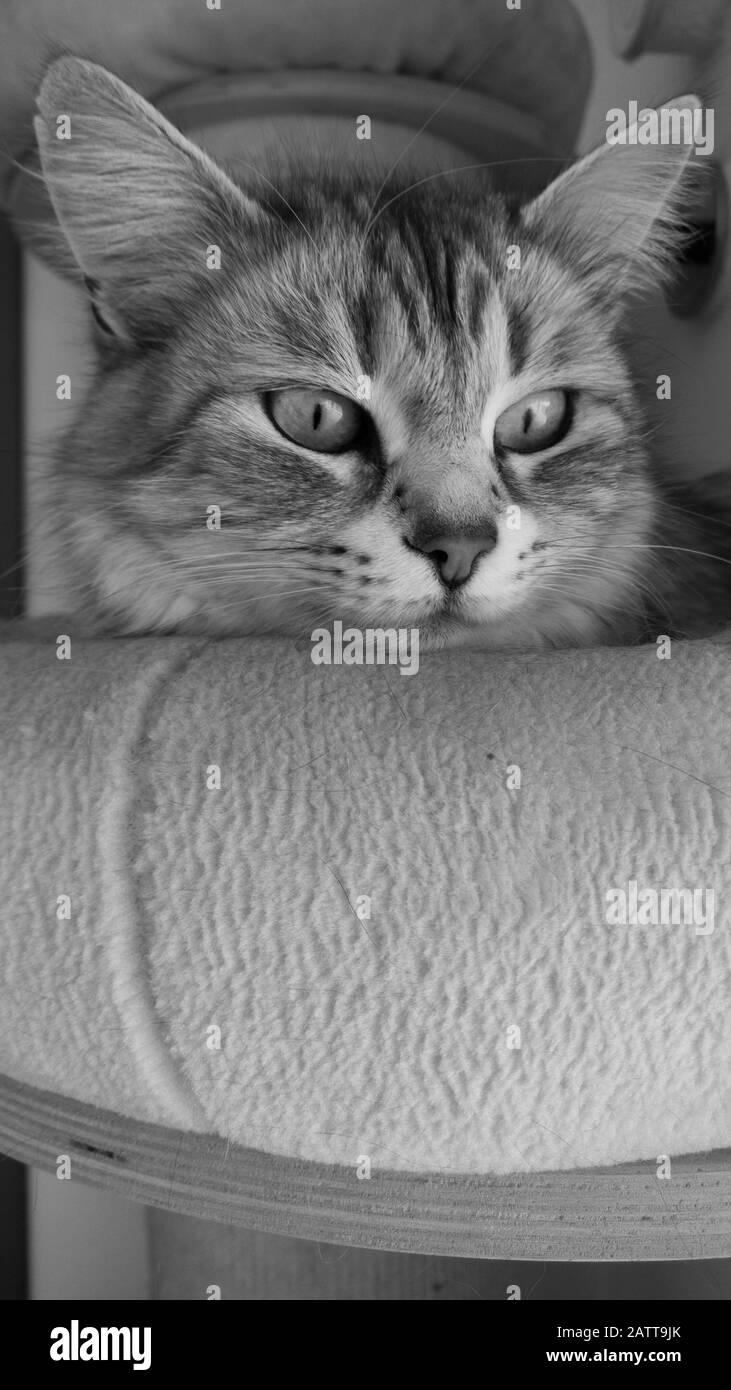 Adorable gato de pelo largo de raza siberiana Foto de stock