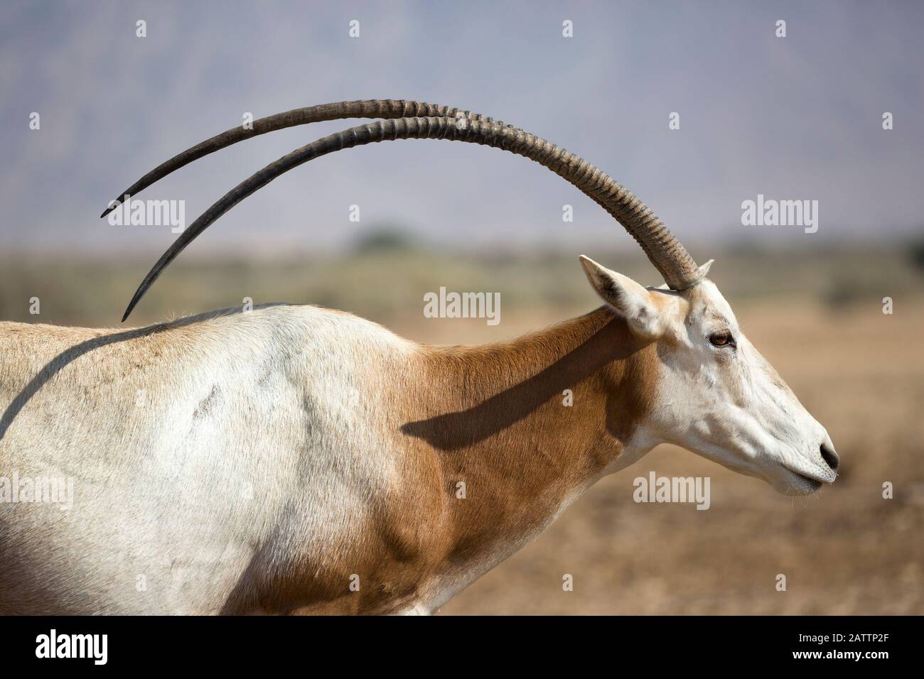 Orice de cuernos cimitares, especie en peligro de extinción extinguida en estado silvestre, en un centro de cría y reaclimatación en el desierto del Negev. Oryx dammah. Foto de stock