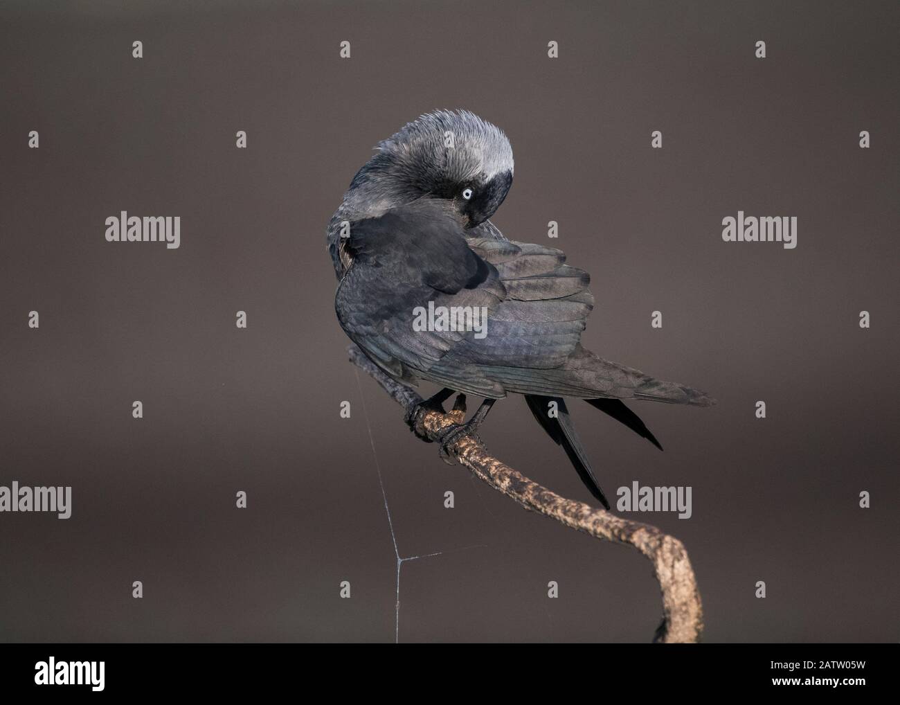 Jackdaw (Corvus Monedula), Preening, Parque Nacional Hortobágy, Hungría Foto de stock