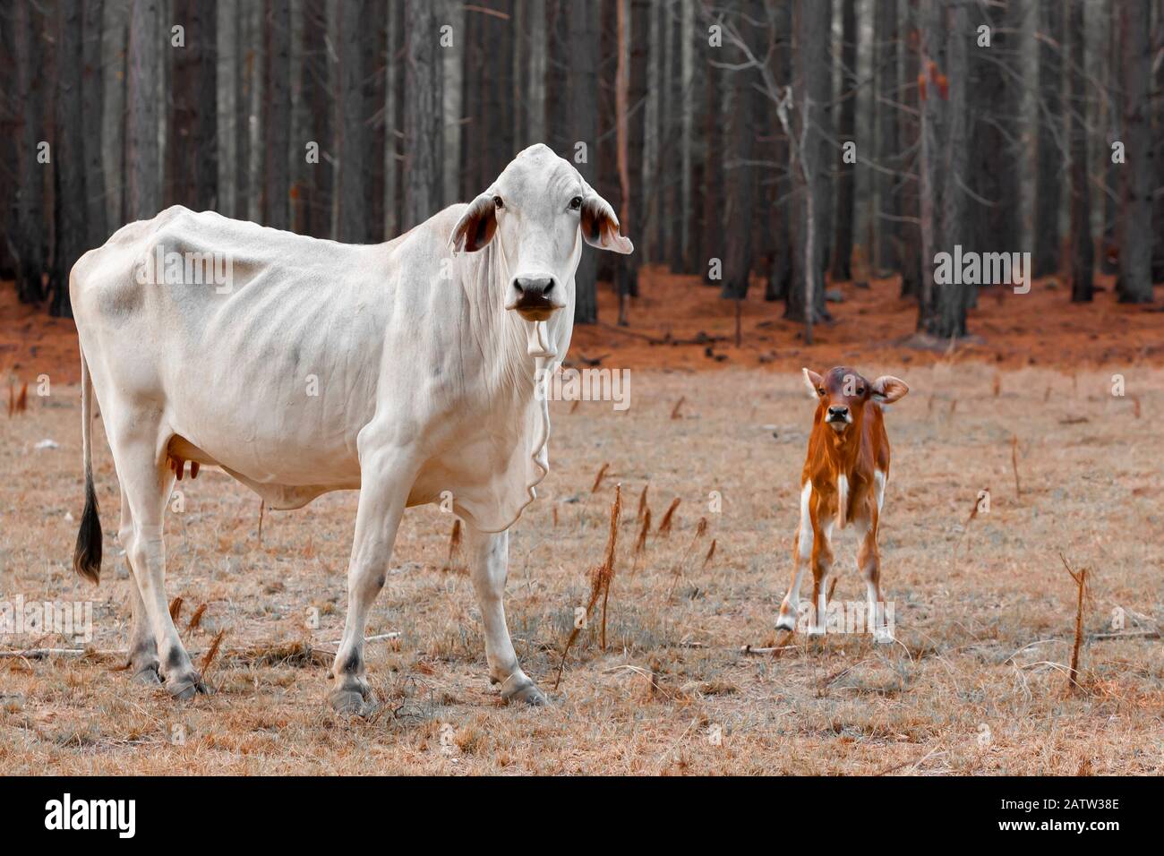 Vacas malnutridas devastadas por incendios forestales con fondo de árboles quemados Foto de stock