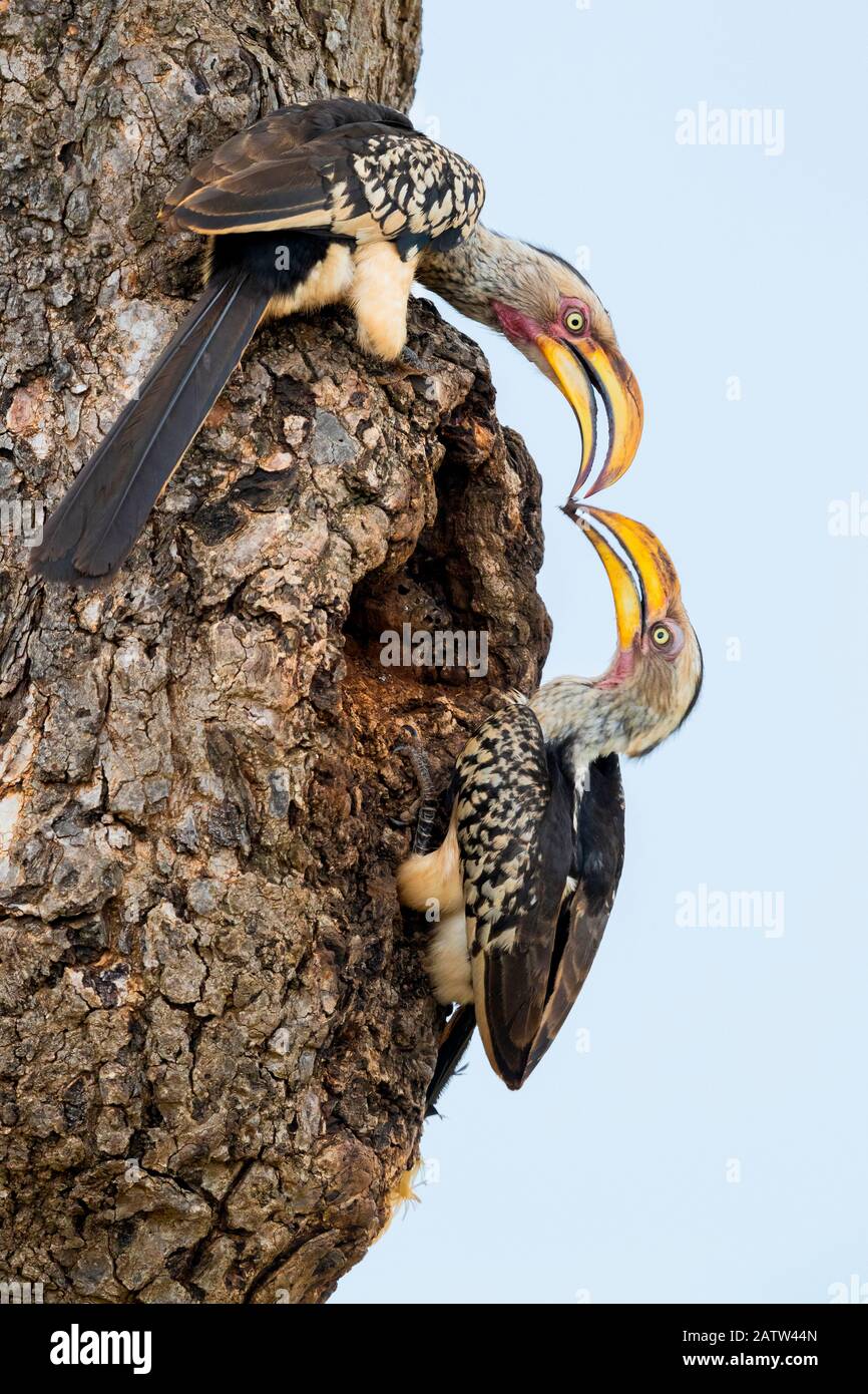 Hornbill (Lamprotornis leucomelas), vista lateral de la pareja cerrando la entrada del nido con barro, Mpumalanga, Sudáfrica Foto de stock