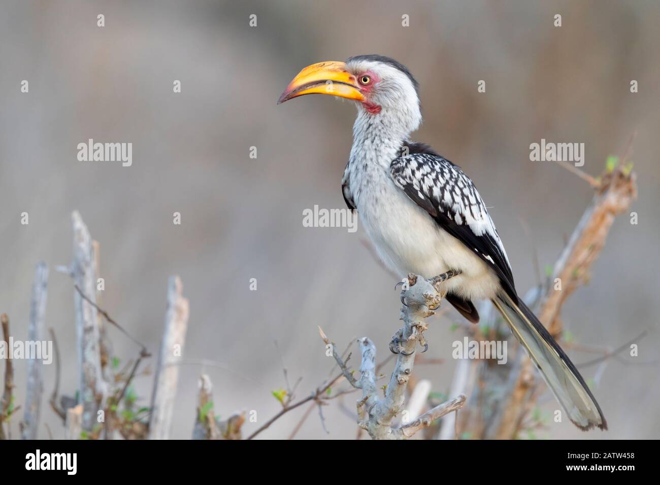Hornbill (Lamprotornis leucomelas), vista lateral de un adulto encaramado en una rama, Mpumalanga, Sudáfrica Foto de stock