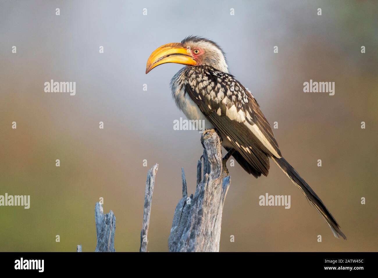 Hornbill (Lamprotornis leucomelas), vista lateral de un adulto encaramado en un árbol muerto, Mpumalanga, Sudáfrica Foto de stock