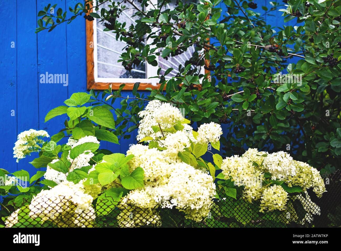 Hortensia verde fotografías e imágenes de alta resolución - Alamy Hortensia verde fotografías e imágenes de alta resolución - Alamy