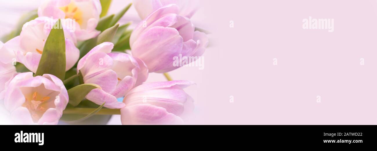 Un montón de tulipanes en rosa pastel de cerca, banner web panorámico con espacio de copia Foto de stock
