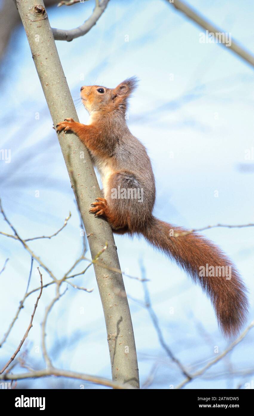 Ardilla Roja Eurasiática (Sciurus Vulgaris). Escalada de adultos en una rama. Alemania Foto de stock