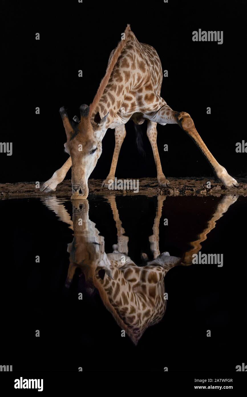 Giraffe (Giraffa camelopardalis) bebiendo por la noche, Zimanga reserva de juegos privados, KwaZulu-Natal, Sudáfrica Agosto Foto de stock