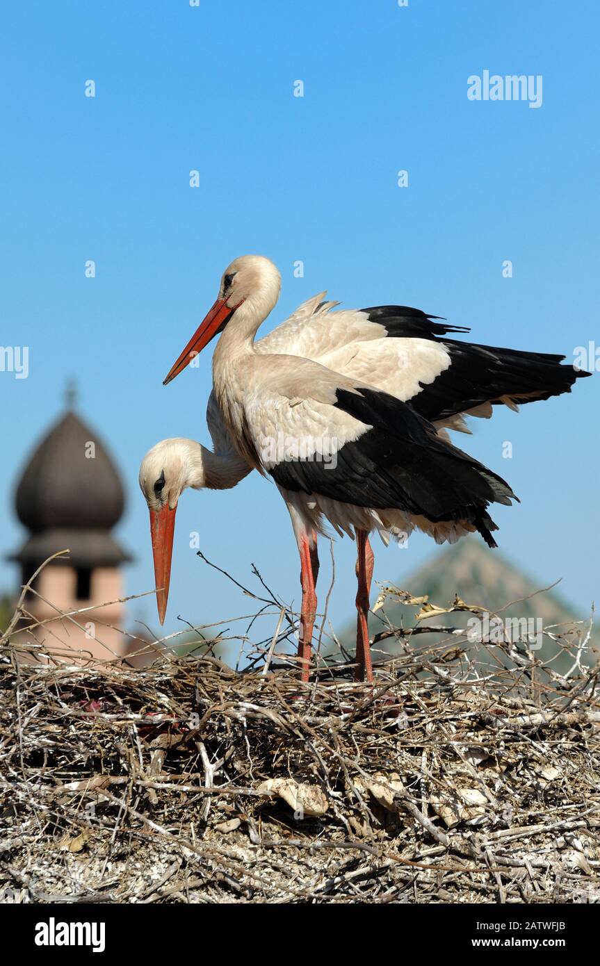Par de White Storks, Ciconia ciclonia, en Nido en Los Tejados del Palacio el Badi Marrakech Marruecos Foto de stock