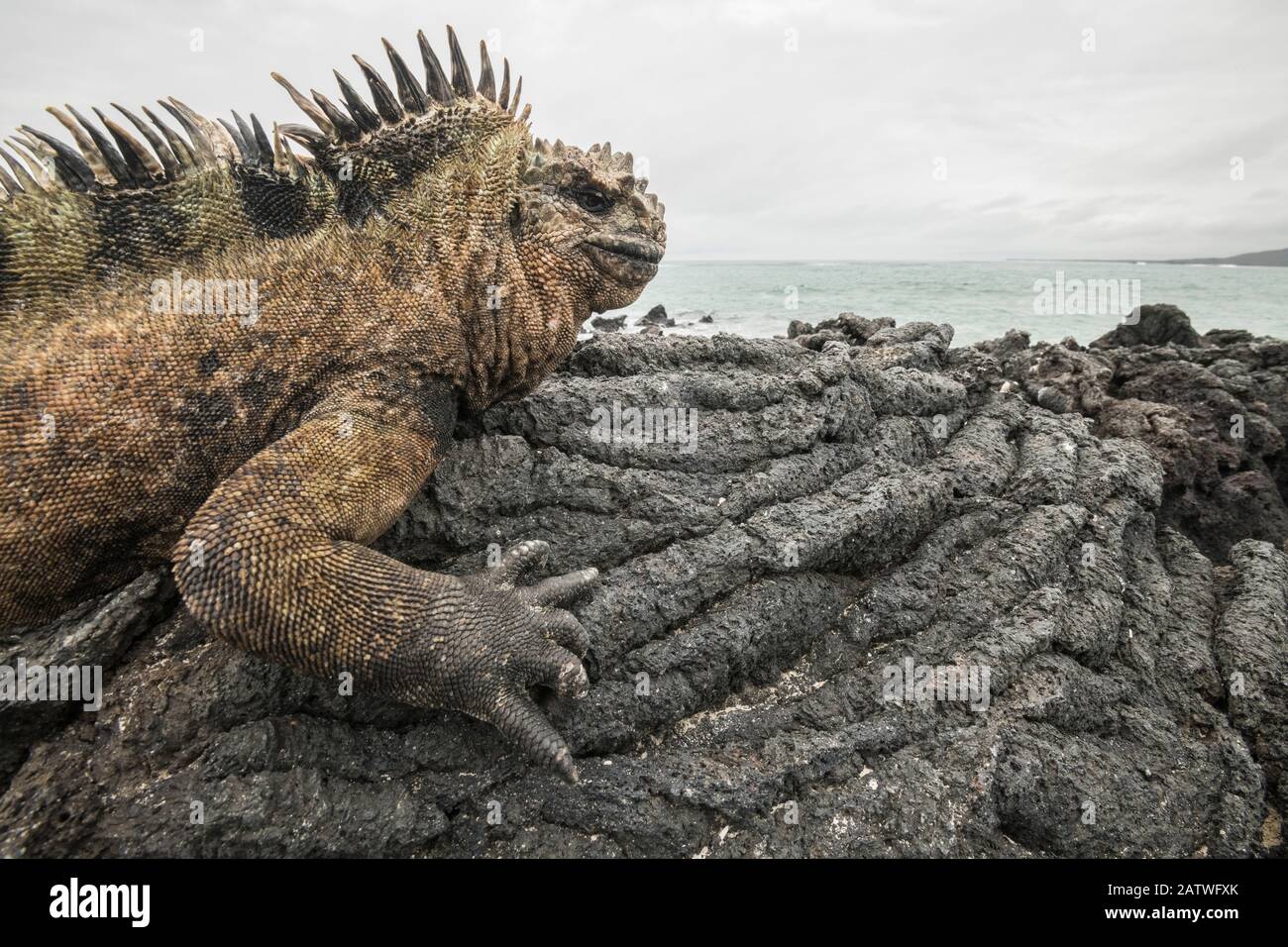 Iguana marina (Amblyrhynchus cristatus) baquea sobre roca volcánica en la costa. Isla Isabela, Galápagos. Foto de stock