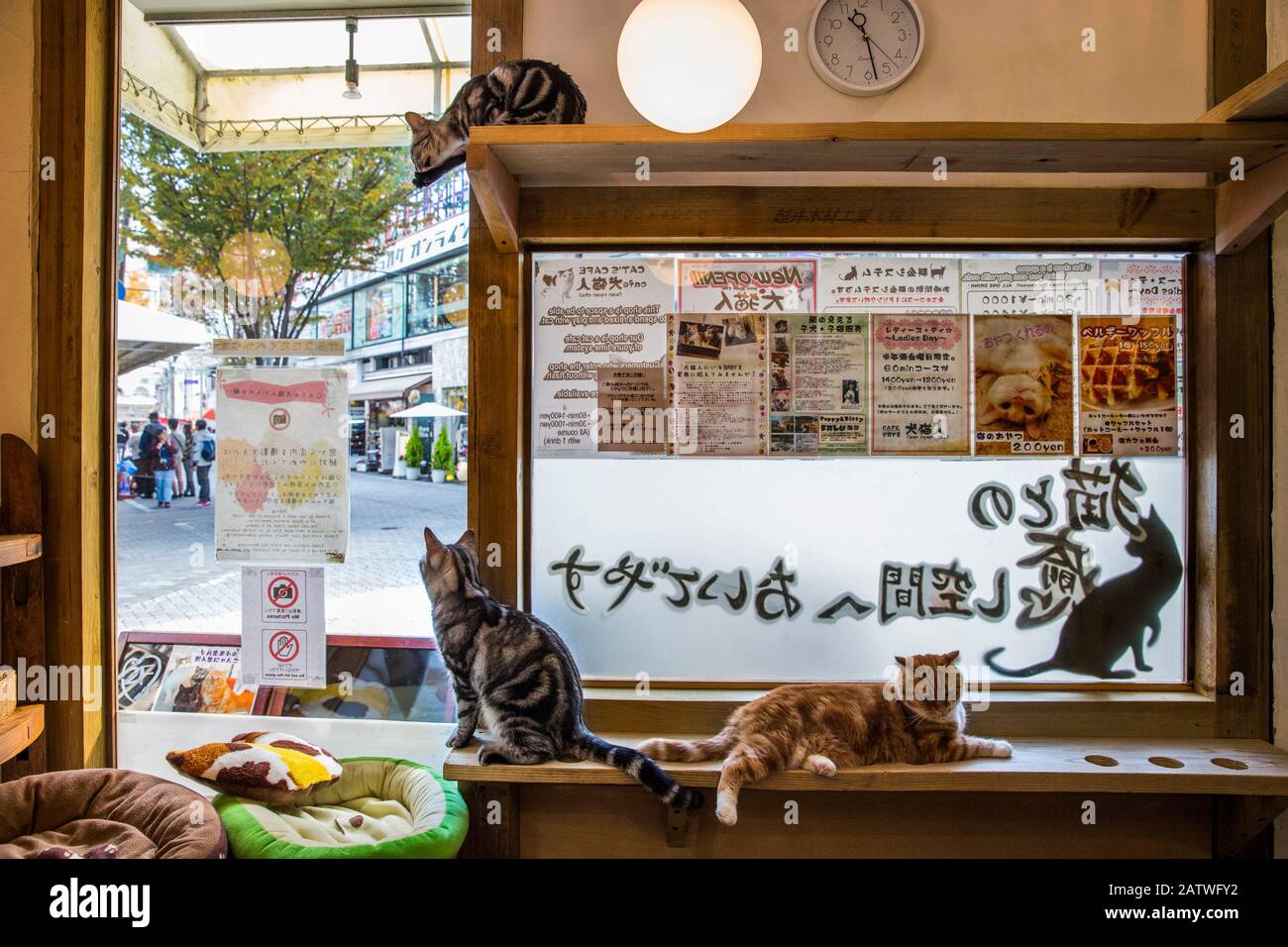 Gatos sentados en la ventana en el Kawaramati Cat Cafe, Kyoto, Japón