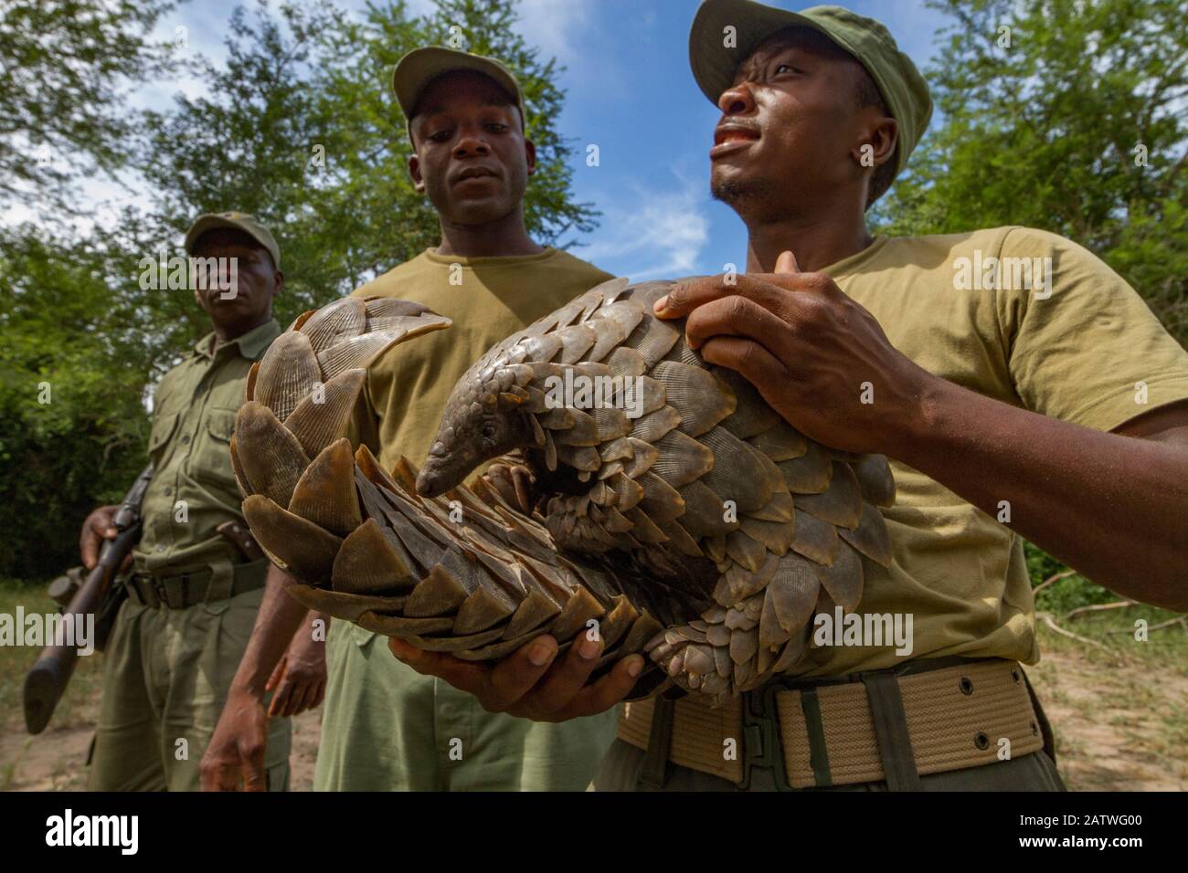 Guardaparques con una pangolina de tierra Temmincks (Smutsia temminckii), después de rescatarla de cazadores furtivos. Este individuo fue liberado más tarde de nuevo en el salvaje. Parque Nacional Gorongosa, Mozambique. Foto de stock