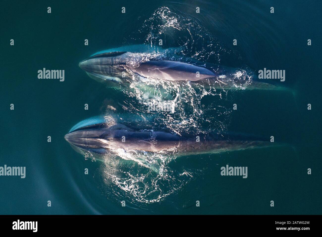 Vista aérea las ballenas fin (Balaenoptera physalus) se alimentan con zancada en el sur del Mar de Cortez (Golfo de California), Baja California, México. Foto de stock