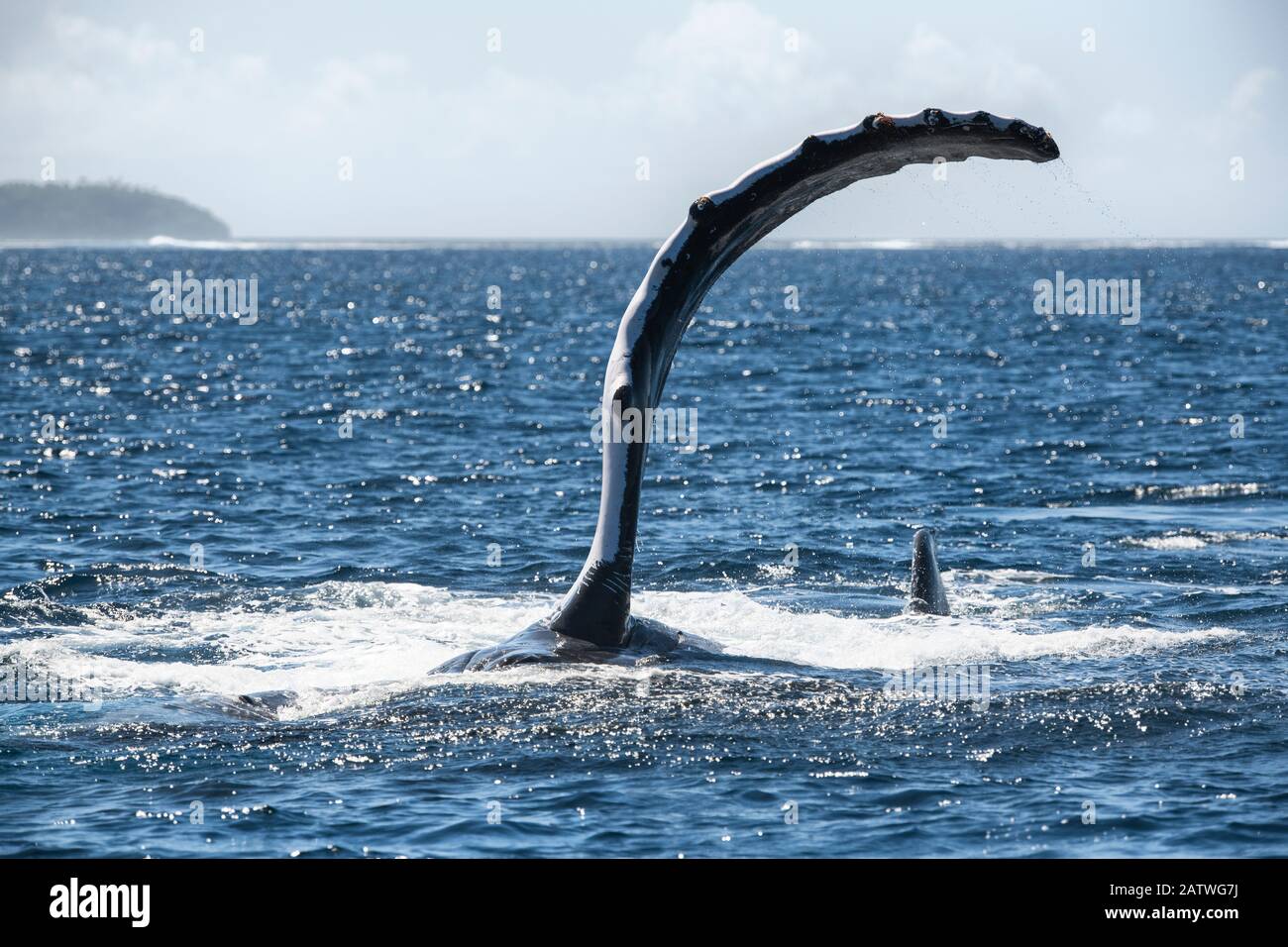 Ballena jorobada (Megaptera novaeangliae) situada a su lado mientras ejecuta una serie de palmadas de aleta pectoral en la superficie del océano. Vavau, Tonga, Pacífico Sur. Foto de stock