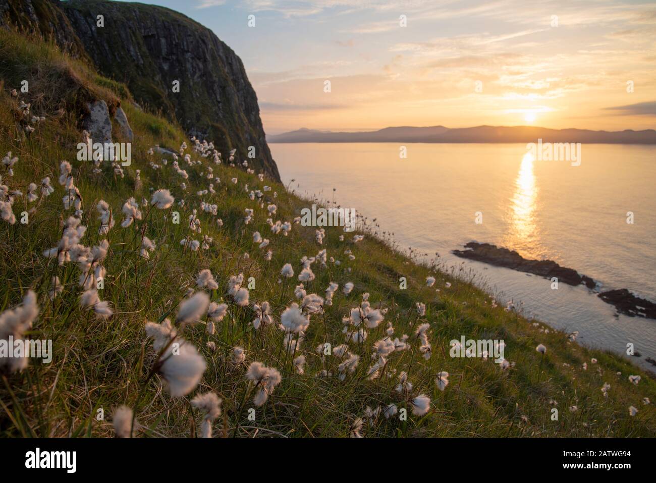 Hierba de algodón (Eriophorum angustifolium) creciendo en Garbh Eilean con la isla de Lewis detrás, las islas Shiant, las Hébridas externas, Escocia, Reino Unido. Junio. Foto de stock