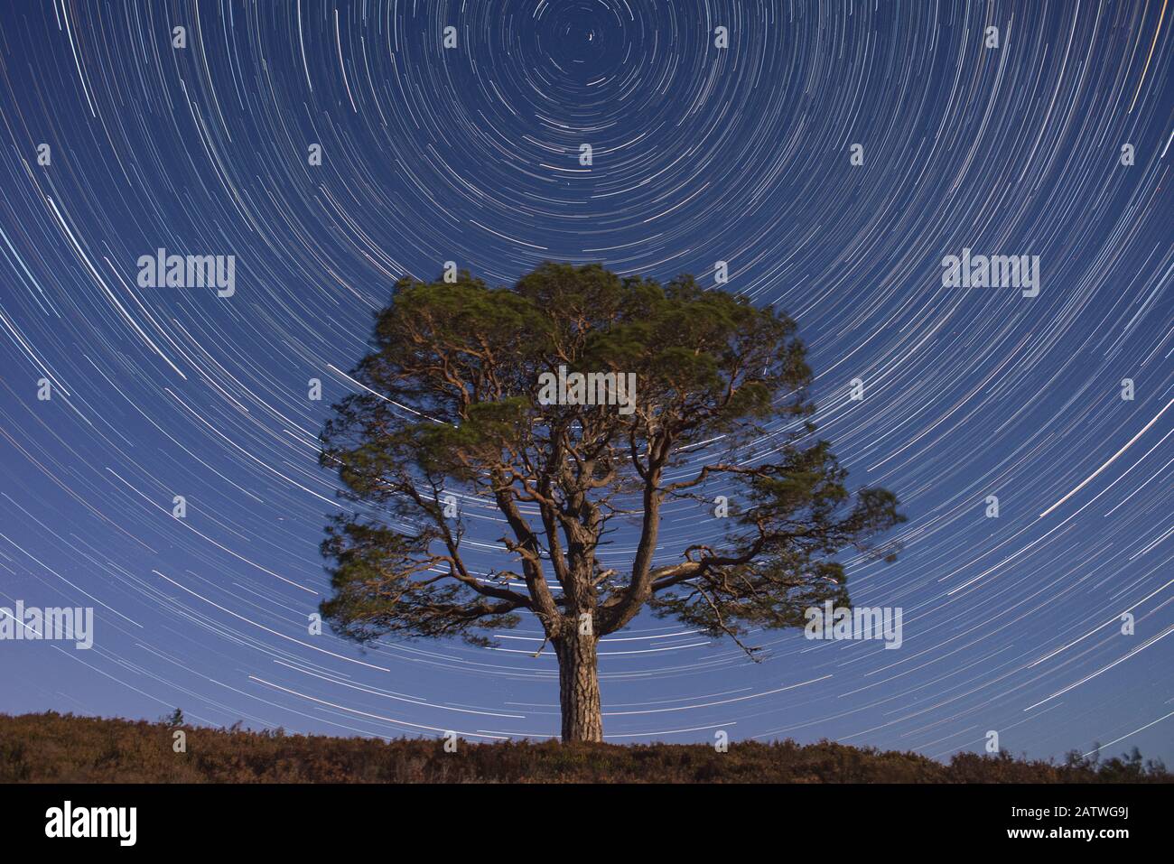 Pino Lone Scots (Pinus sylvestris) y senderos de estrellas con la estrella del norte, bosque Abernethy, Parque Nacional Cairngorms, Escocia, Reino Unido. Foto de stock