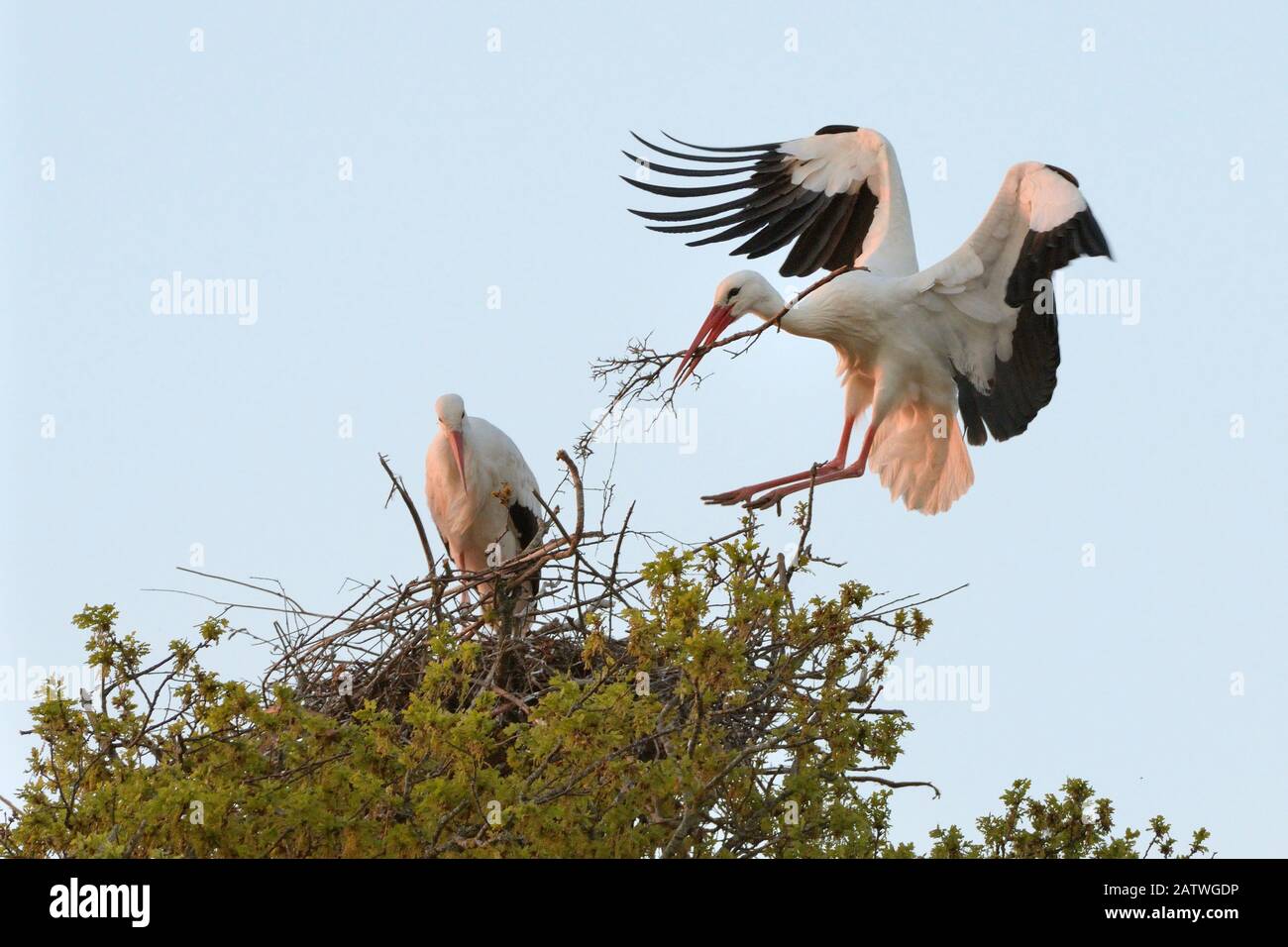 White stork (Ciconia ciclonia) hombre aterrizando con material de nido y uniéndose a su compañero en su nido en un roble al atardecer, Knepp Estate, Sussex, Reino Unido, abril de 2019. Este es el primer caso registrado de cigüeñas blancas que anidan en el Reino Unido durante varios cientos de años. Foto de stock