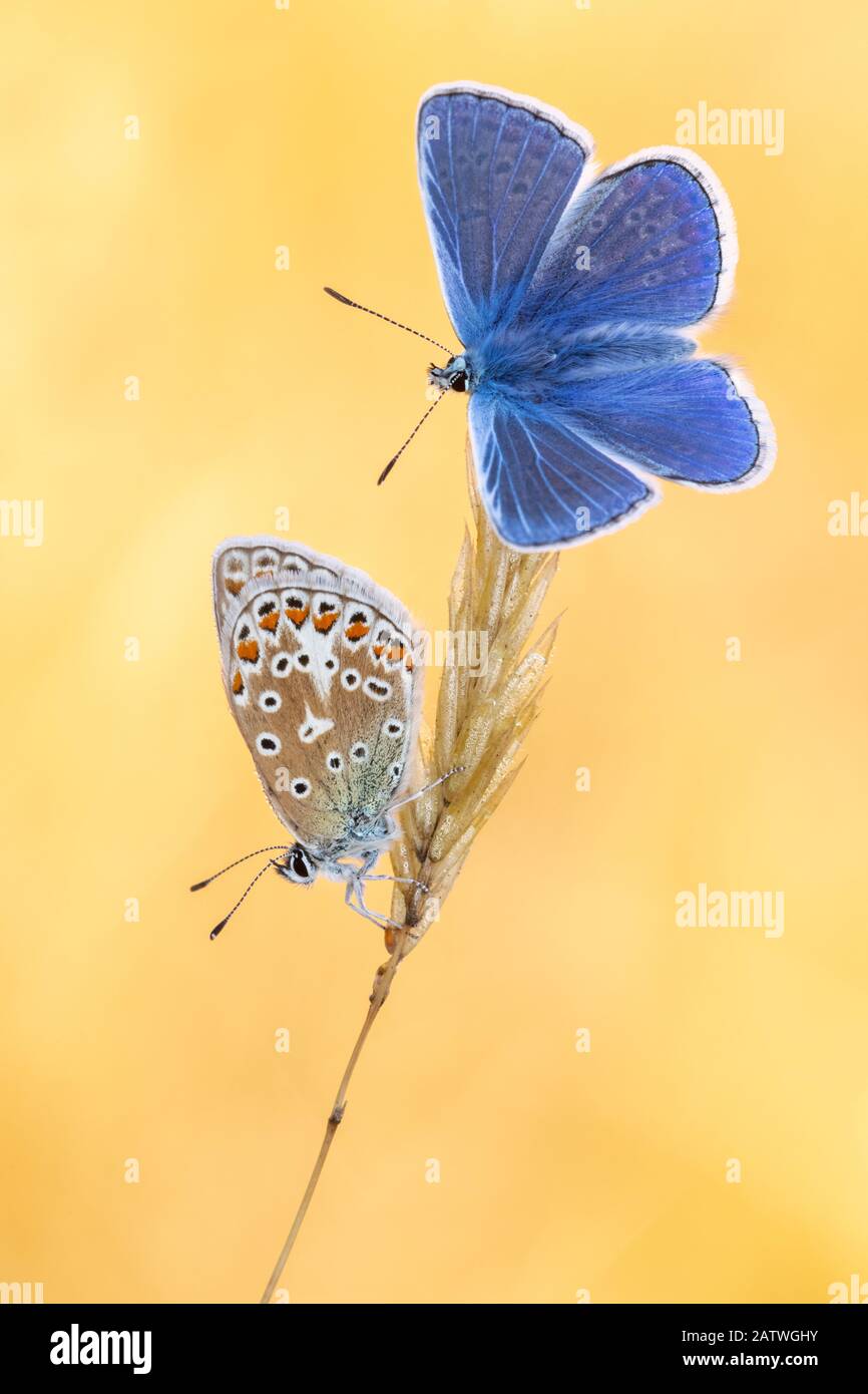 Mariposas azules comunes (Polyommatus icarus) tomando el sol de la mañana, Vealand Farm, Devon, Reino Unido. Julio Foto de stock