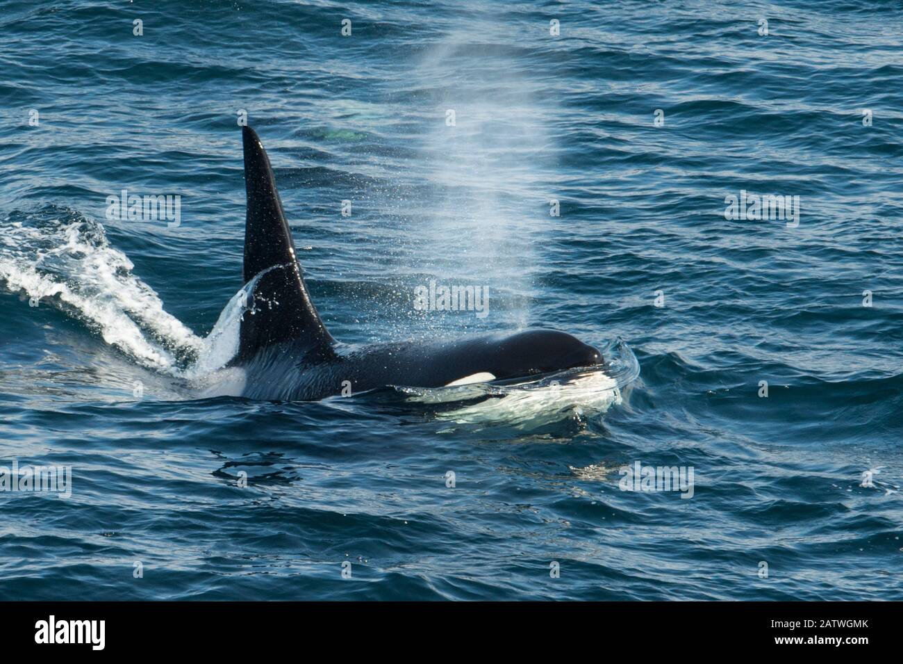 Orca (Orcinus orca), surfando y soplando, Shetland, Escocia, Reino Unido, agosto. Foto de stock