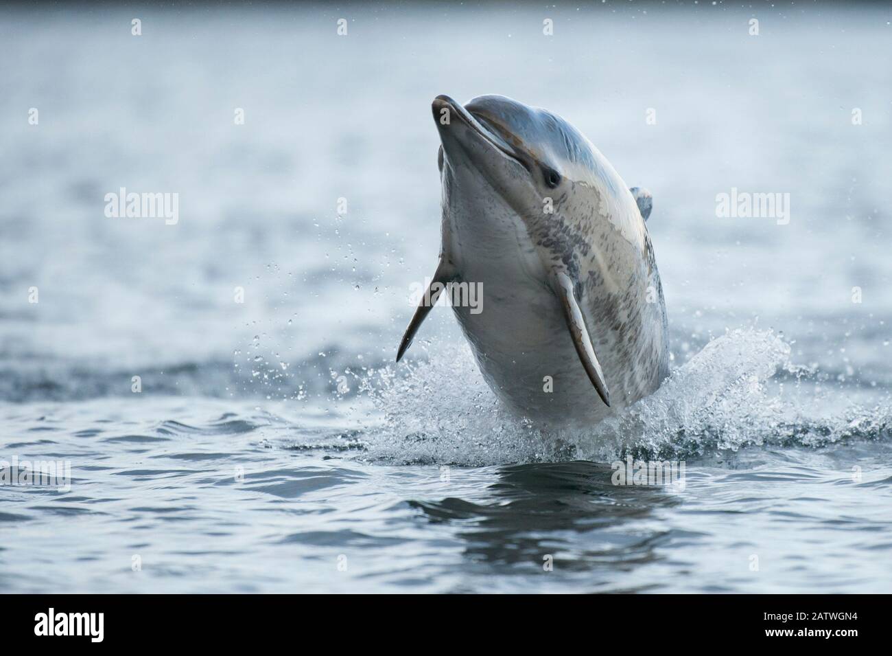 Delfín común (Delphinus delphis) saltando por el agua, Shetland, Escocia, Reino Unido, enero. Foto de stock