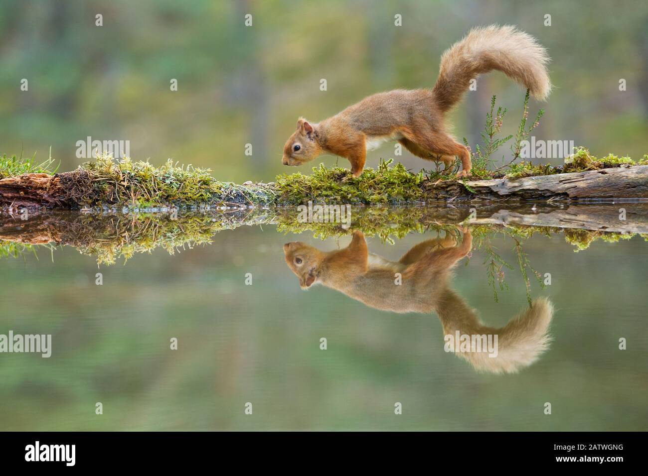 Red Squirrel (Sciurus vulgaris), en la piscina forestal, Parque Nacional Cairngorms, Escocia, Reino Unido.Noviembre Foto de stock