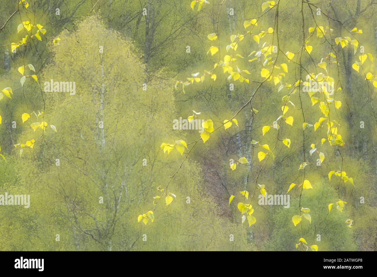 Impresión creativa del follaje del abedul de plata (Betula péndula), Creagellachie NRR, Parque Nacional Cairngorms, Escocia, Reino Unido.May Foto de stock