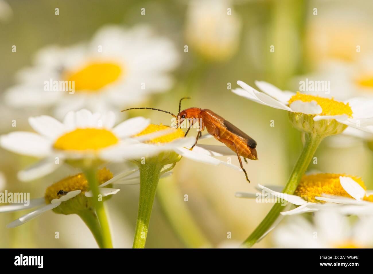 Escarabajo, (Rhagonycha fulva), alimentándose en la flor de la margarita del ojo, Escocia, Reino Unido, julio. Foto de stock