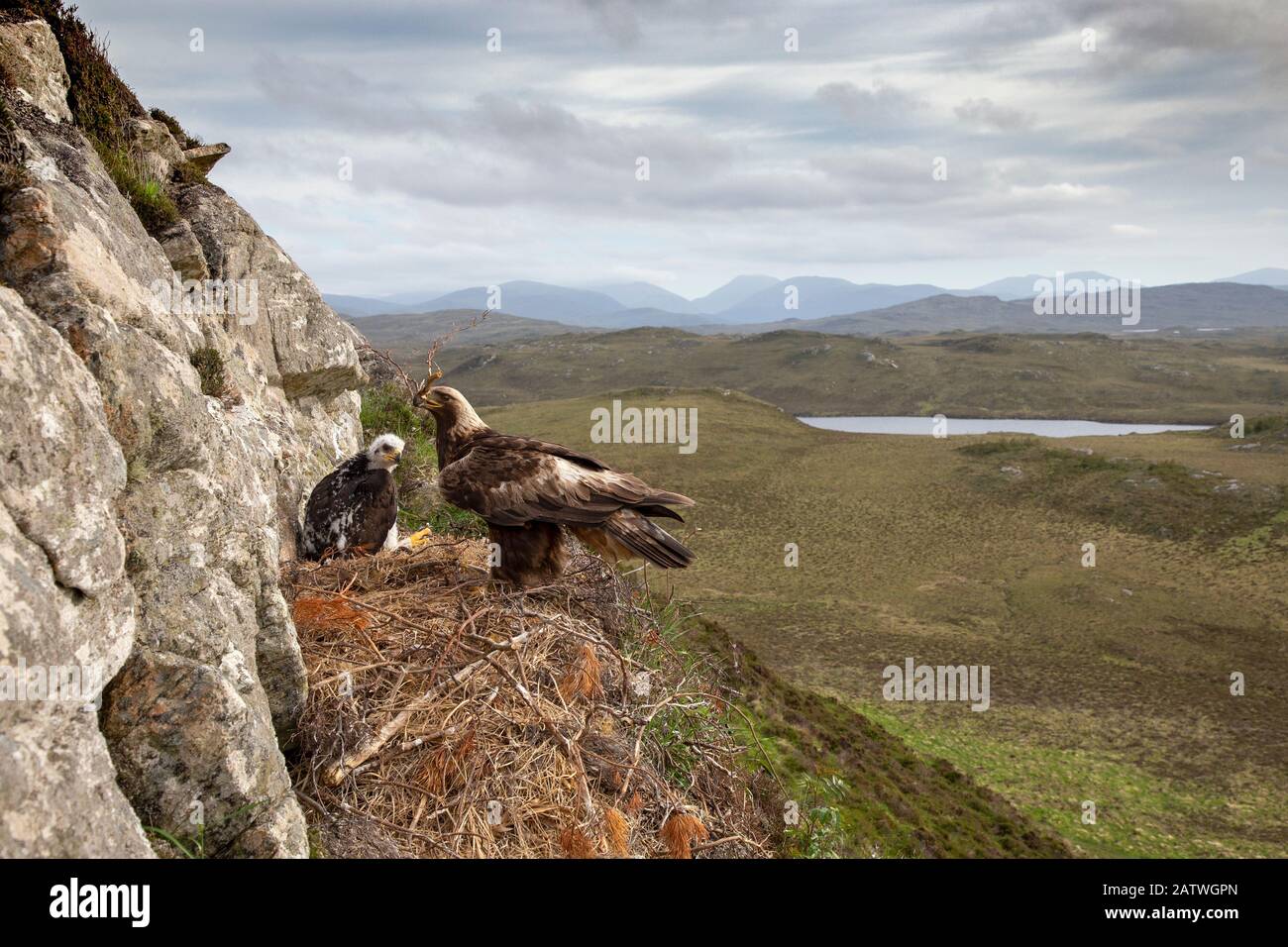 Águila de oro (Aquila chrysaetos) adulto con material de nido en la vista con un polluelo que muestra el fondo, Isla de Lewis, Escocia, Reino Unido., mayo. Foto de stock