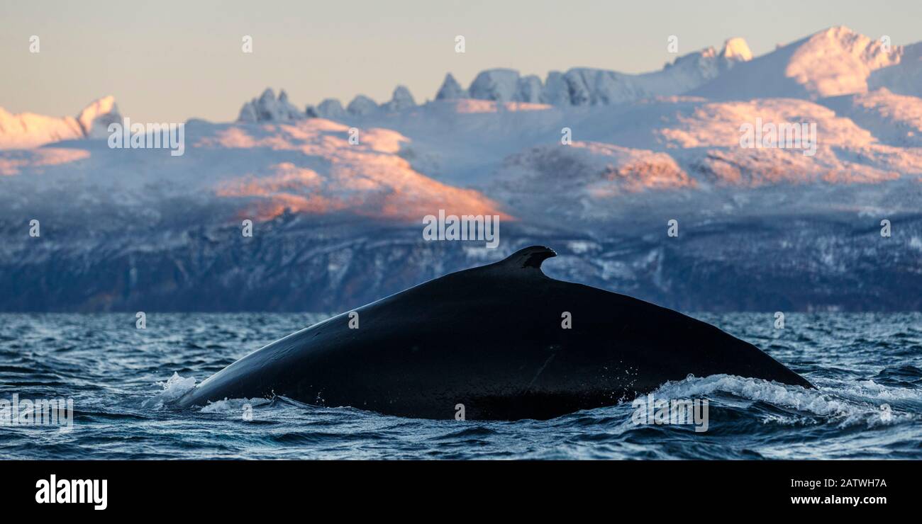 Ballenas jorobadas (Megaptera novaeangliae). Kvanangen, Troms, Noruega. Noviembre Foto de stock