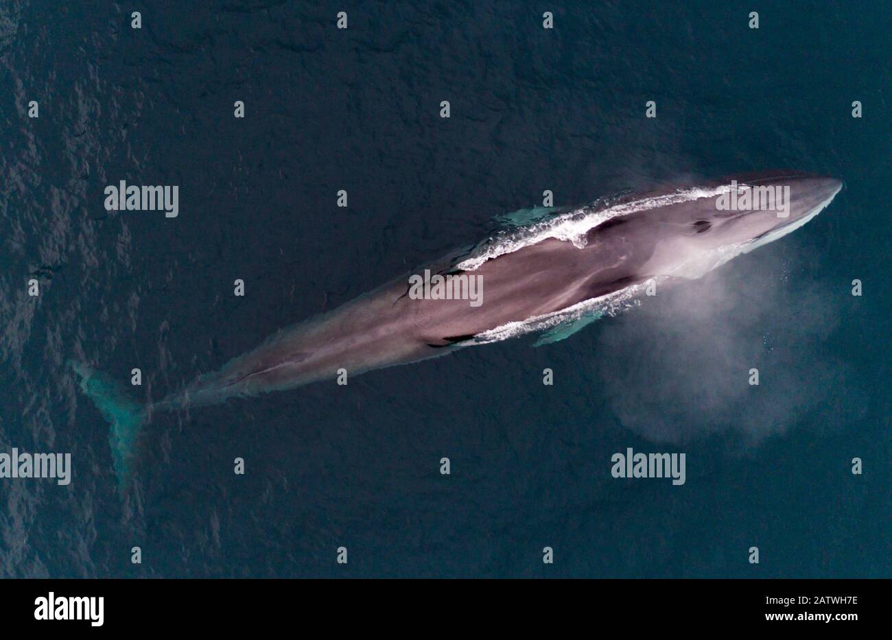 Vista aérea de la ballena de fin (Balaenoptera physalus). Kvanangen, Troms, Noruega. Noviembre Foto de stock