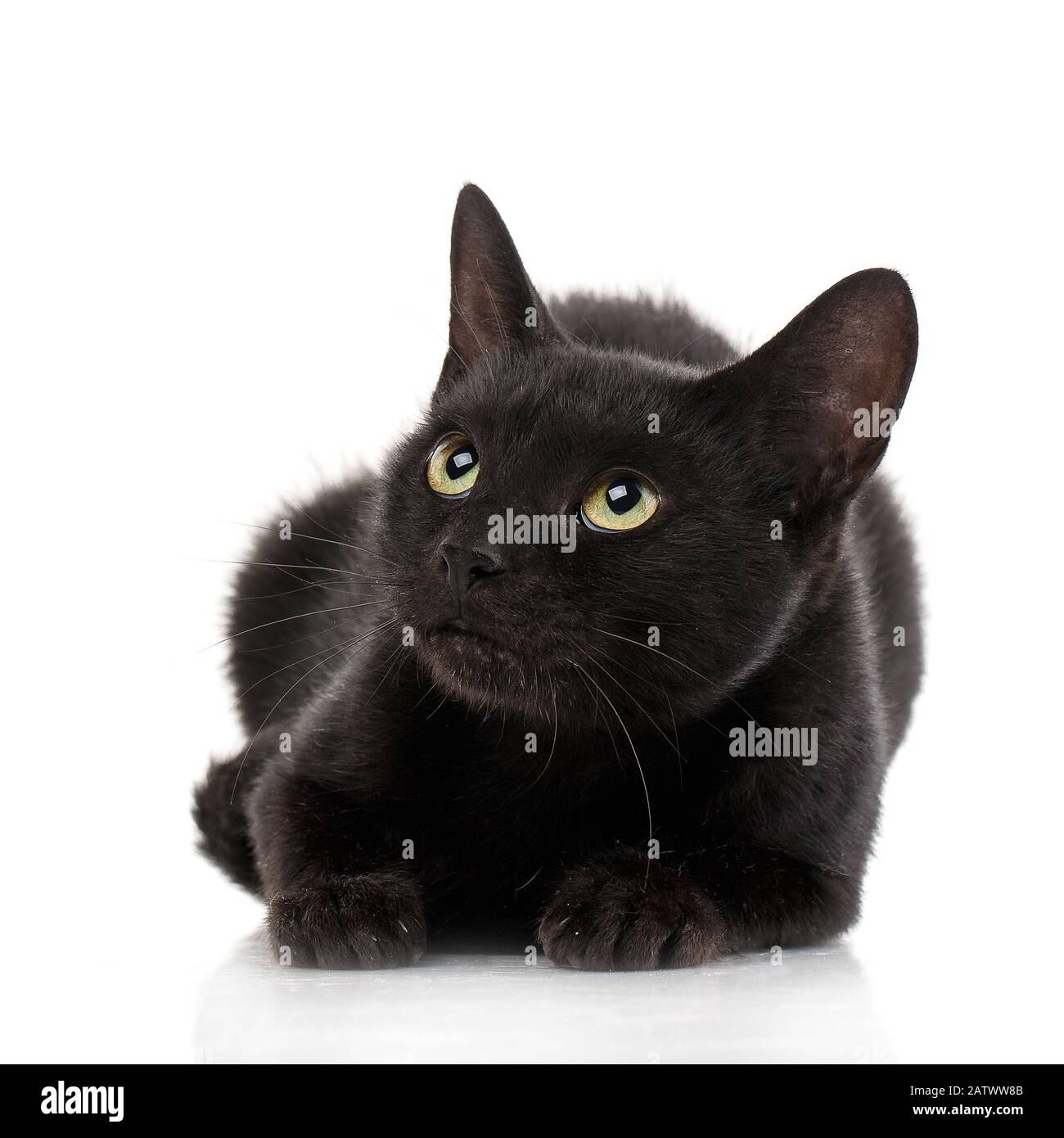 Tabby Black Shorthair Kitten sobre fondo blanco. Lindo gatito shorthair Foto de stock