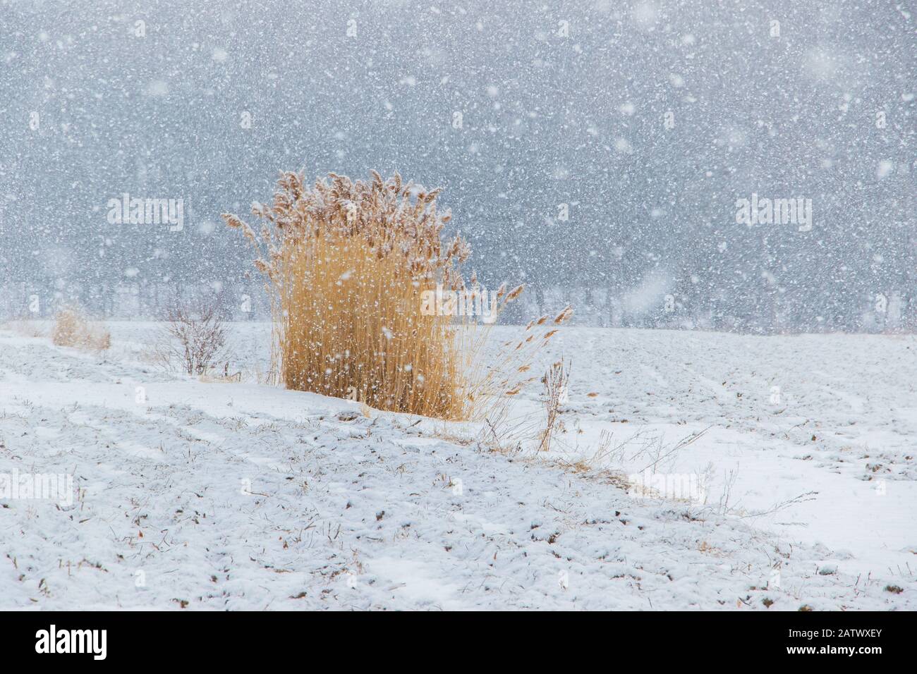 Maleza pesada fotografías e imágenes de alta resolución Alamy
