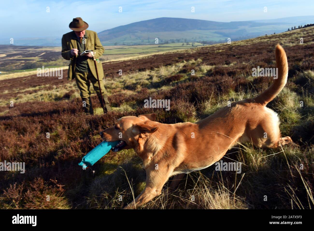 Un perro persigue a su pájaro maniquí durante la sesión de entrenamiento de perros de pistola Barden Moor Yorkshire Dales UK Foto de stock