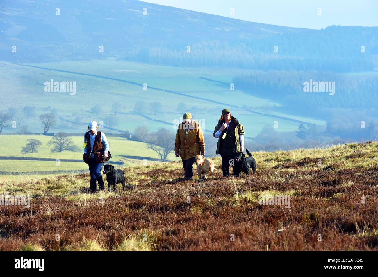Sesión de entrenamiento de perros de pistola Barden Moor Yorkshire Dales UK tres mujeres caminan a través del páramo con sus perros Foto de stock