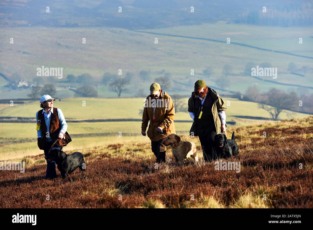 Sesión de entrenamiento de perros de pistola Barden Moor Yorkshire Dales UK tres mujeres caminan a través del páramo con sus perros Foto de stock
