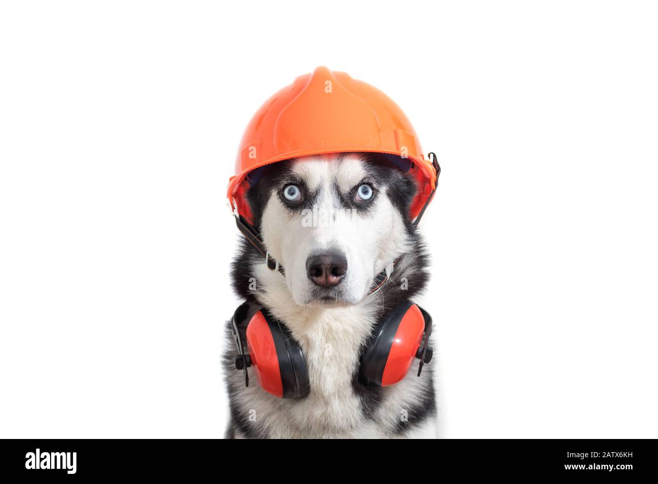 Un trabajador divertido de perros en el casco del constructor y la  protección de los auriculares a los oídos de cerca Fotografía de stock -  Alamy