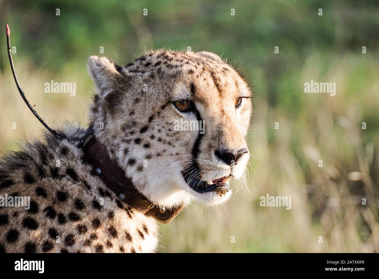 Guepardo masculino hermoso con un collar de rastreo en una reserva privada en Sudáfrica Foto de stock