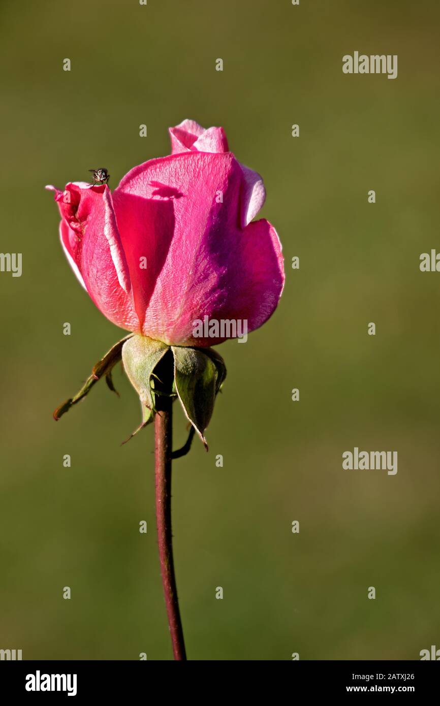 rosa aislada frente a un fondo verde borroso, poca mosca perchando sobre un pétalo con silueta Foto de stock